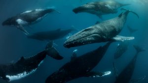 Southern Humpback Whale heat run, Kingdom of Tonga.