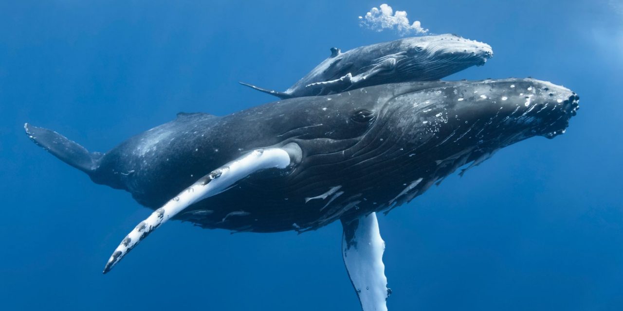 Dangerous Migration: Whales on the Move
