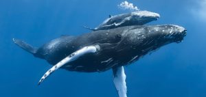 Humpback whale (Megaptera novaeangliae) calf 'Tahafa' male with injured pectoral fin and scarred body, with mother. Vava'u, Tonga, Pacific Ocean.