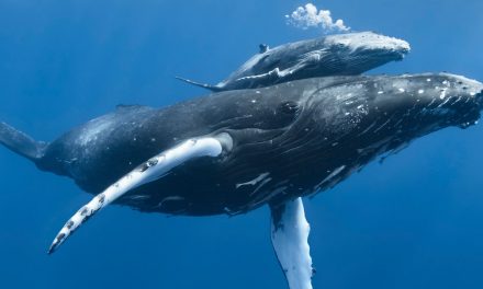 Dangerous Migration: Whales on the Move