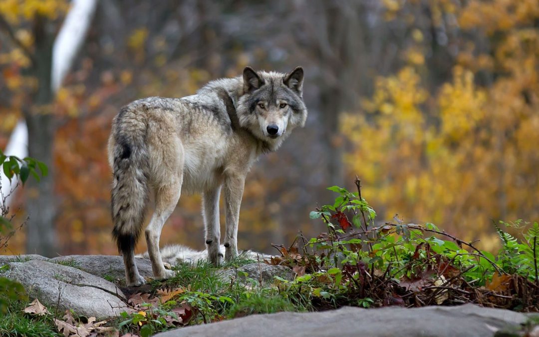3 Ways to Celebrate International Wolf Day