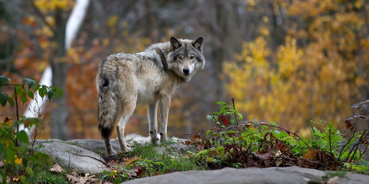 3 Ways to Celebrate International Wolf Day