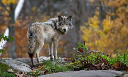 3 Ways to Celebrate International Wolf Day