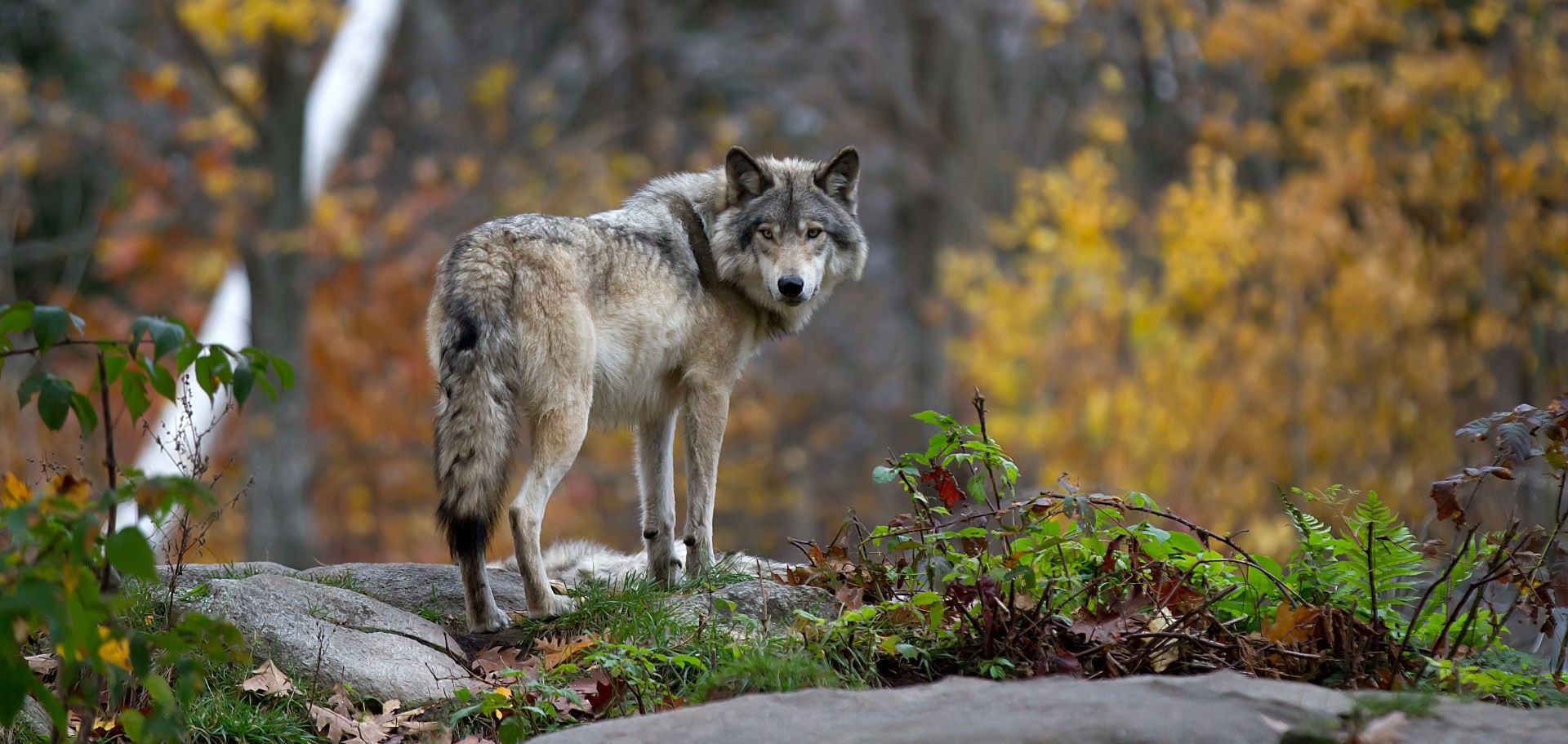 Wolf in the forest