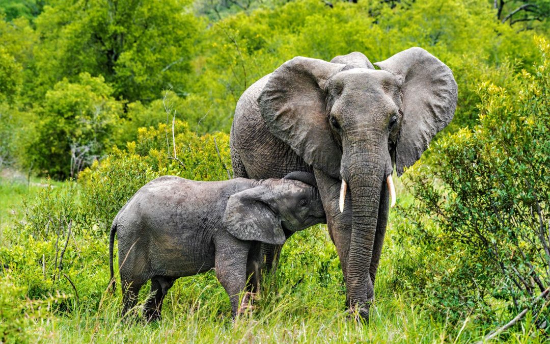 World Elephant Day: Elephants Abound on a Southern Summer Safari