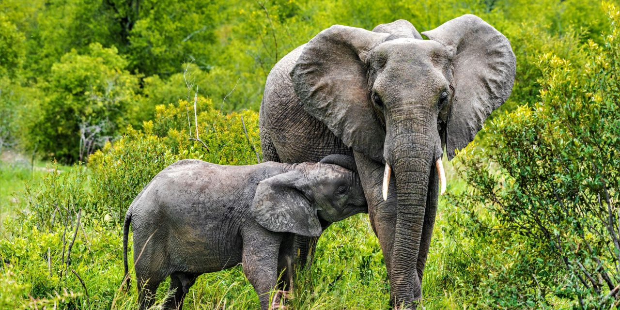 World Elephant Day: Elephants Abound on a Southern Summer Safari