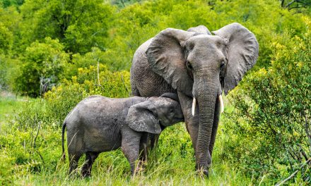 World Elephant Day: Elephants Abound on a Southern Summer Safari