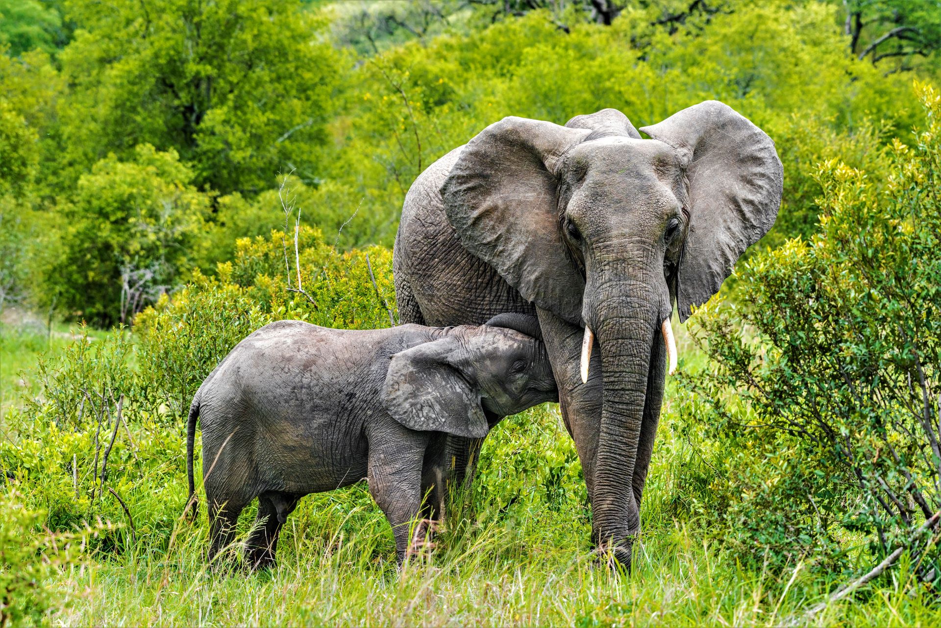 Baby elephant feeding