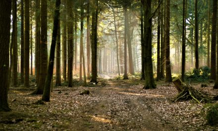 Rewilding the UK: Recovering Lost Species and Regenerating Large Landscapes