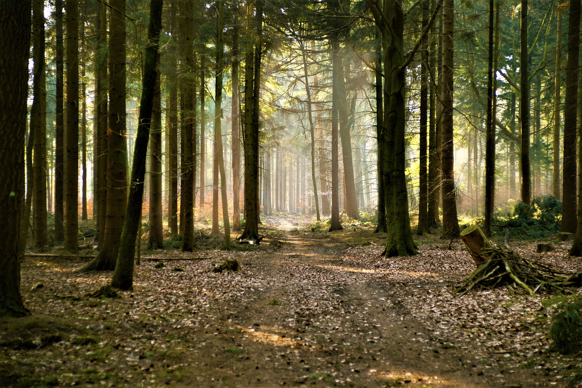 Dawn fog with a bright beam cutting across the trees