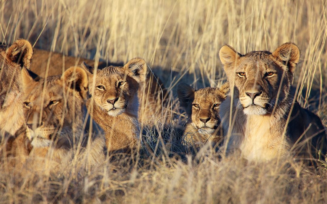 Why Namibia is a Top Destination for Wildlife, Conservation & Photography