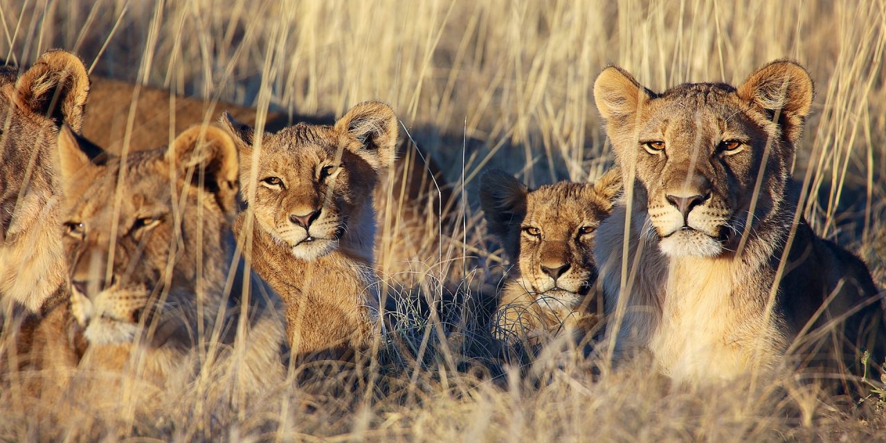 Why Namibia is a Top Destination for Wildlife, Conservation & Photography