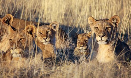 Why Namibia is a Top Destination for Wildlife, Conservation & Photography