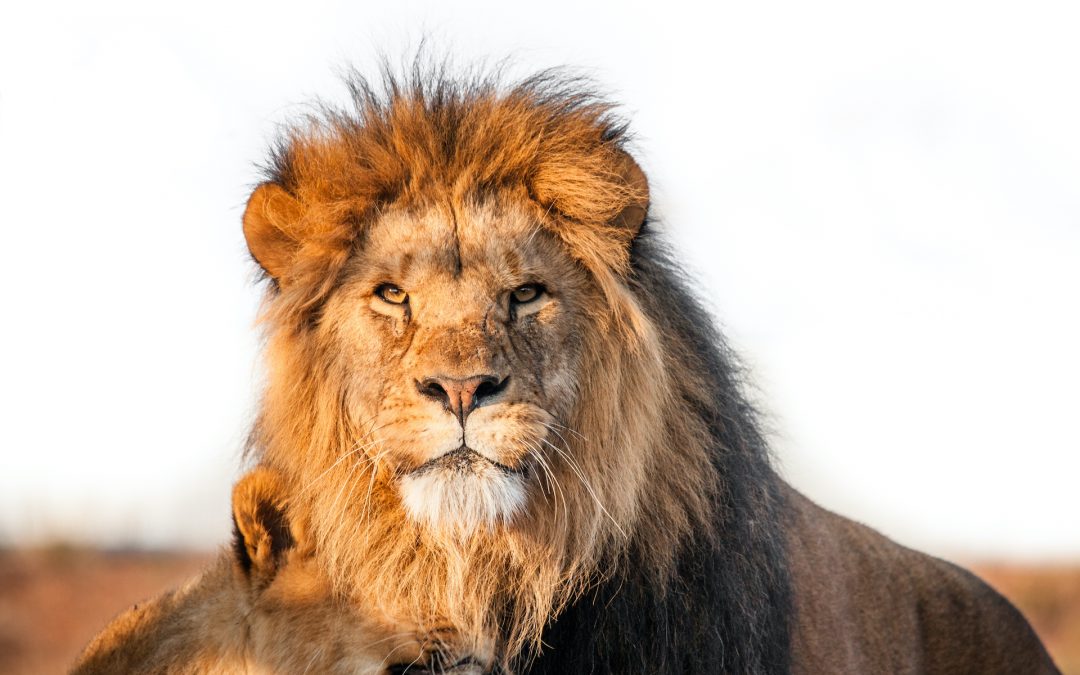 Desert-Adapted Lions: Celebrating Namibia’s Sentinels of Sand