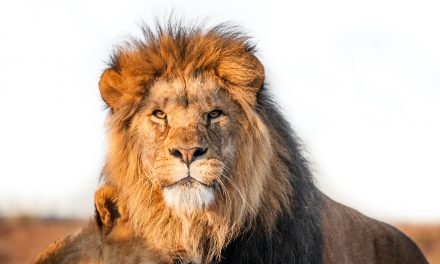 Desert-Adapted Lions: Celebrating Namibia’s Sentinels of Sand
