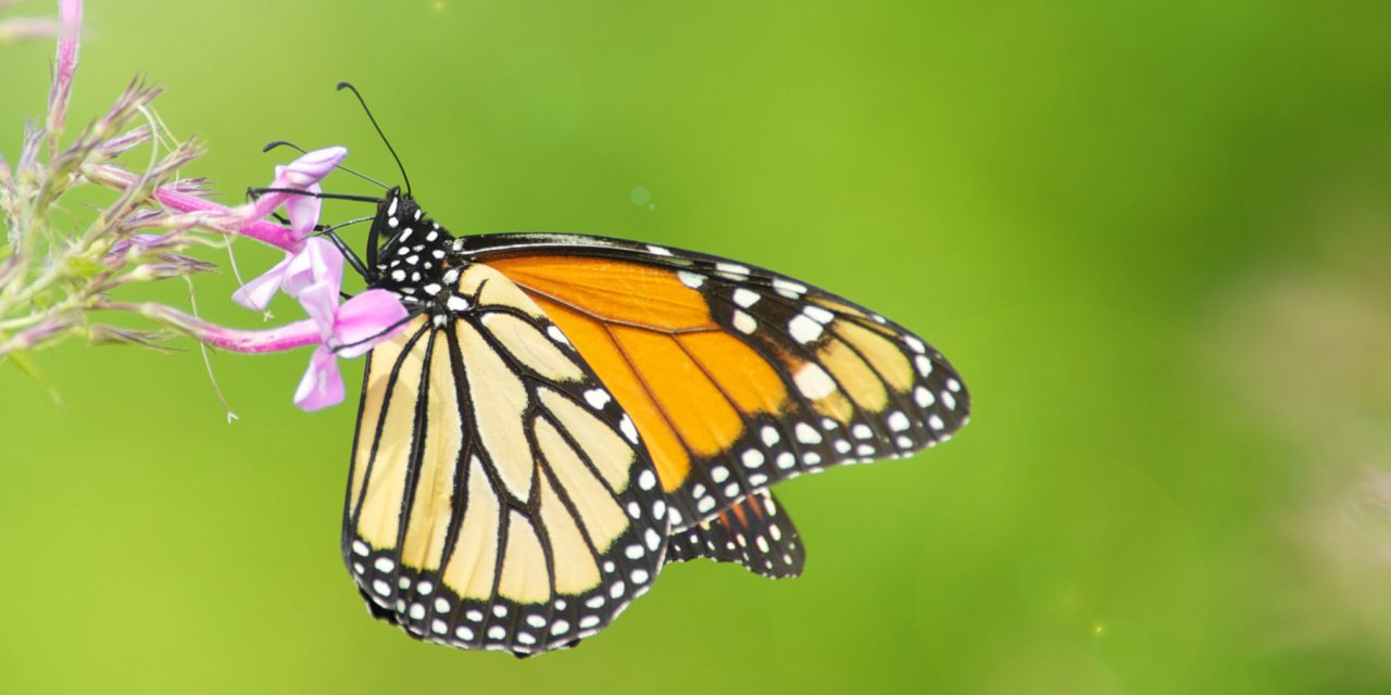 What do Monarch Butterflies Eat? Milkweed 101