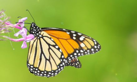 What do Monarch Butterflies Eat? Milkweed 101