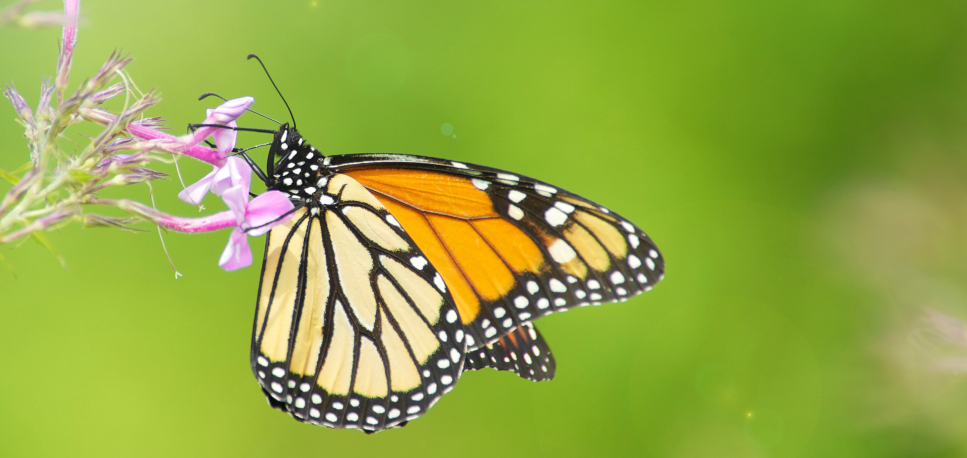 Monarch butterfly on a flower in the sunshine