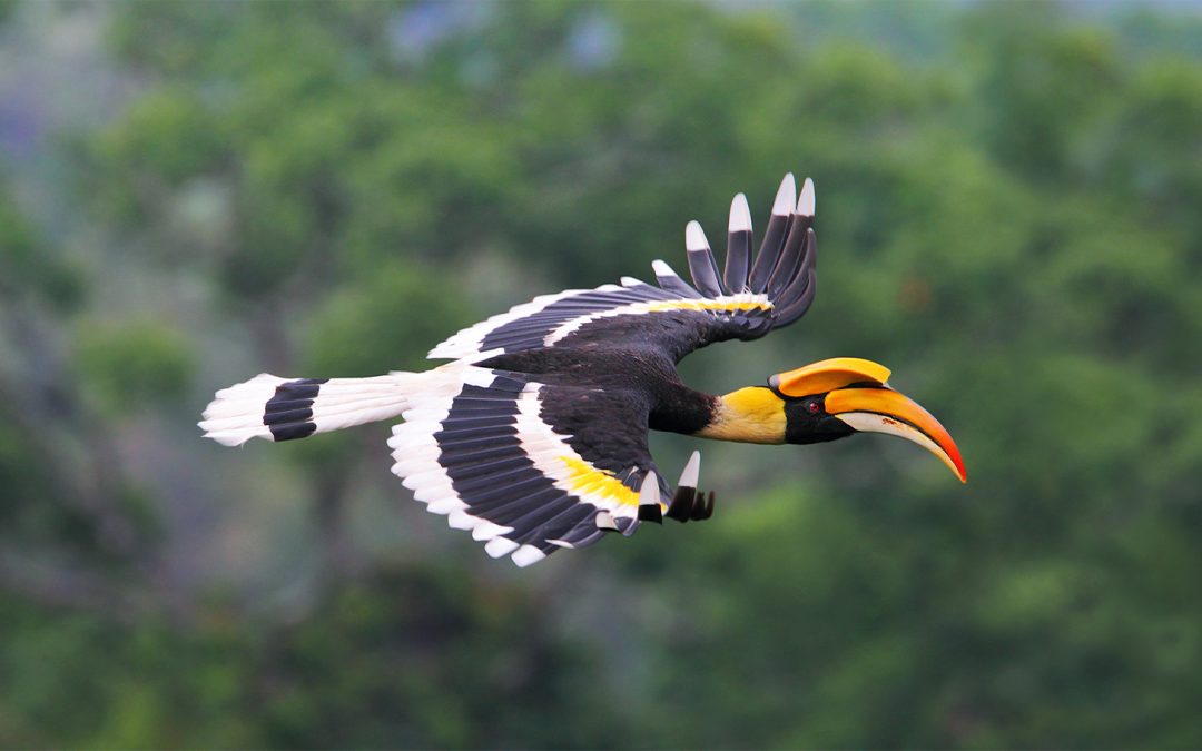 Bird Watching in Borneo—A Biological Treasure Chest