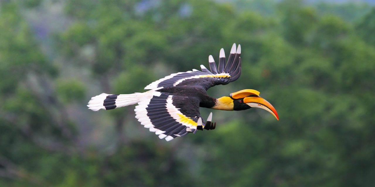 Bird Watching in Borneo—A Biological Treasure Chest