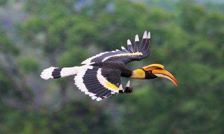 Bird Watching in Borneo—A Biological Treasure Chest