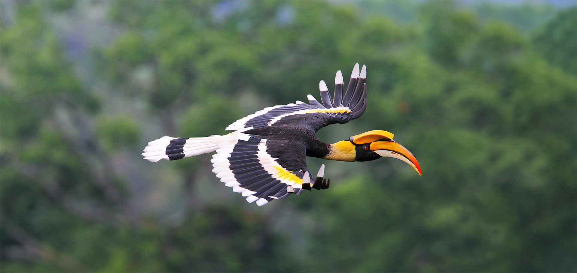 Hornbill in flight in Borneo rain forest