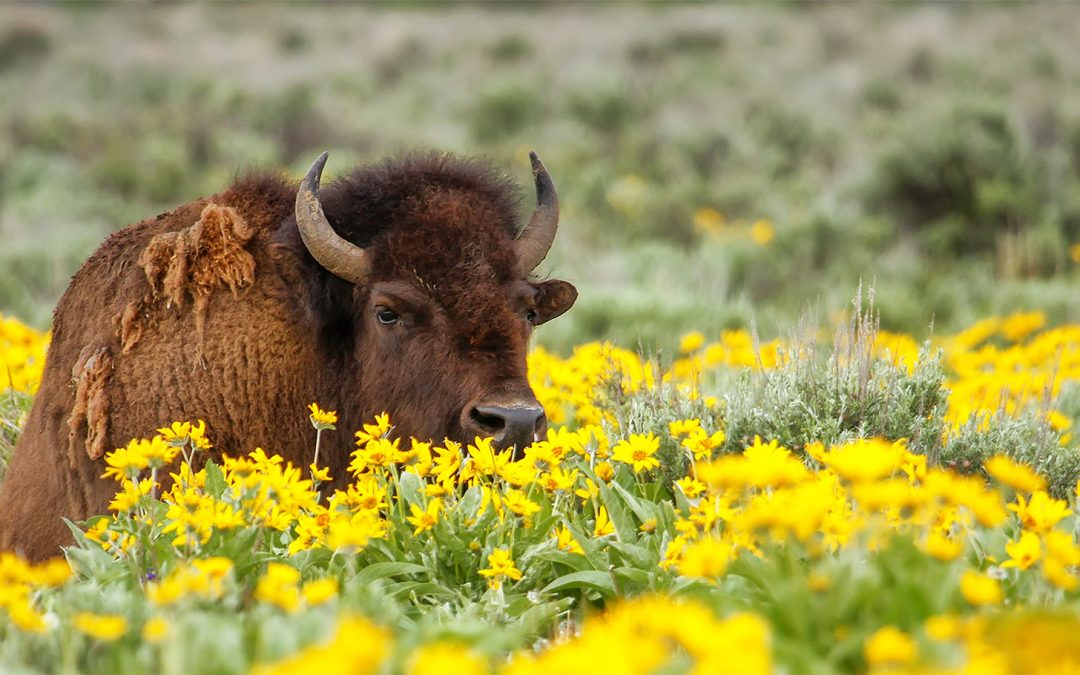 The Importance of the North American Grasslands Conservation Act for Native Lands and Bison