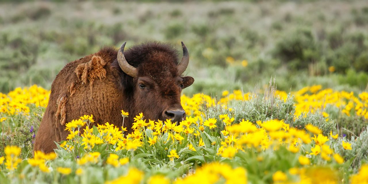 The Importance of the North American Grasslands Conservation Act for Native Lands and Bison