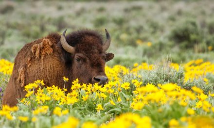 The Importance of the North American Grasslands Conservation Act for Native Lands and Bison
