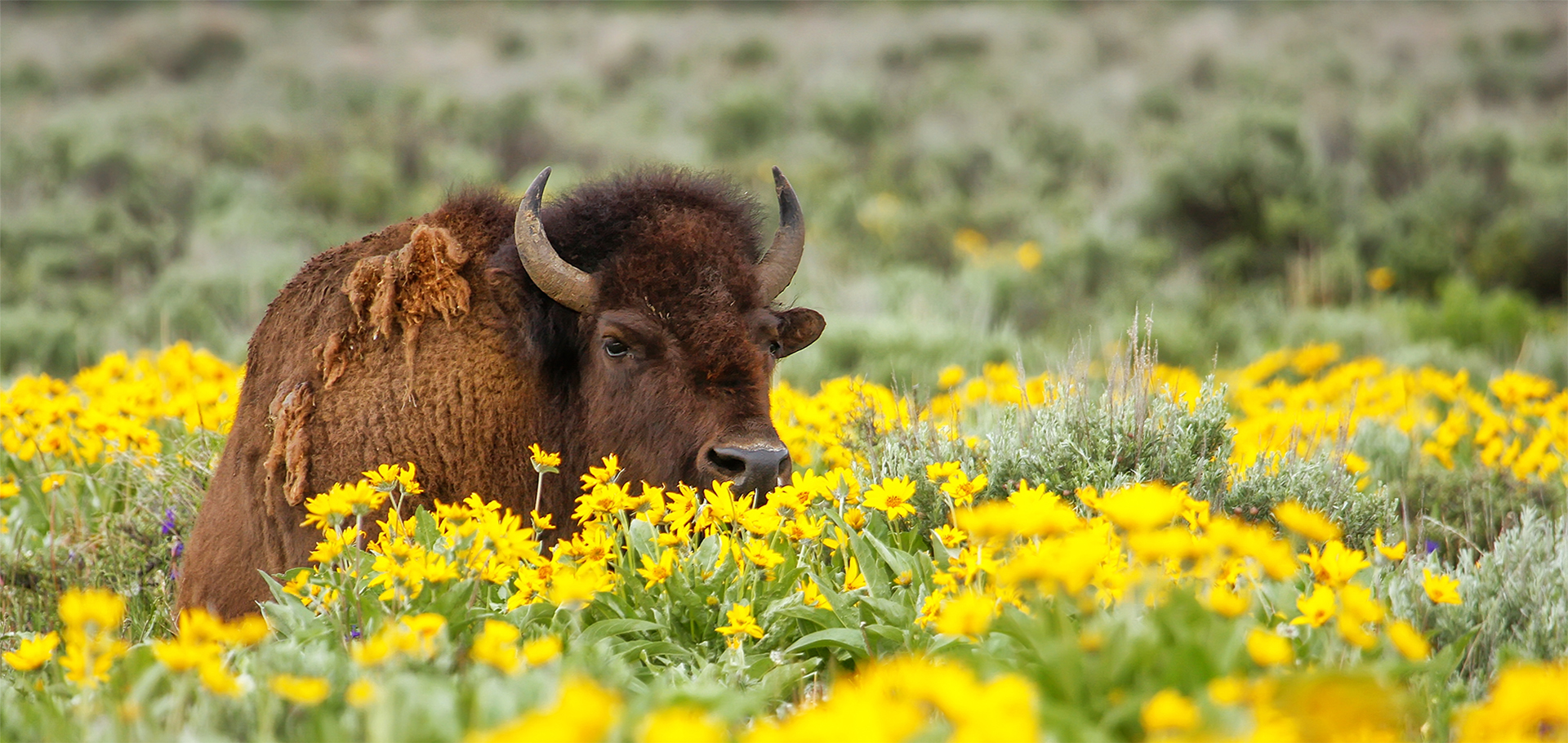 Male bison lying in the field with flowers, Yellowstone National Park, Wyoming, USA Shedding summer coat fur