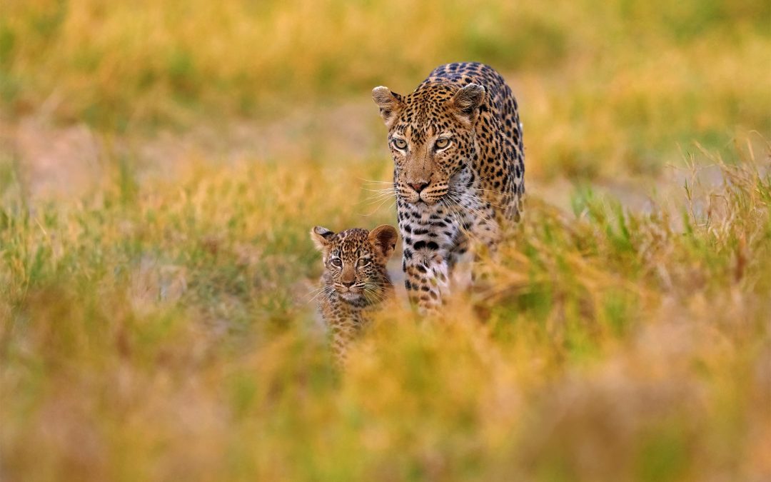 5 Places to Spot Leopards in the Wild