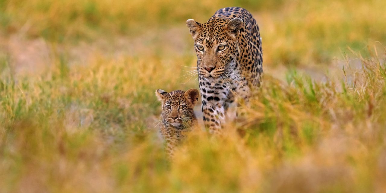 5 Places to Spot Leopards in the Wild