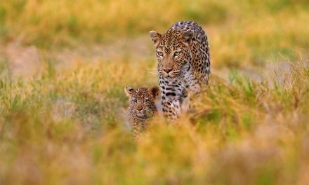 5 Places to Spot Leopards in the Wild