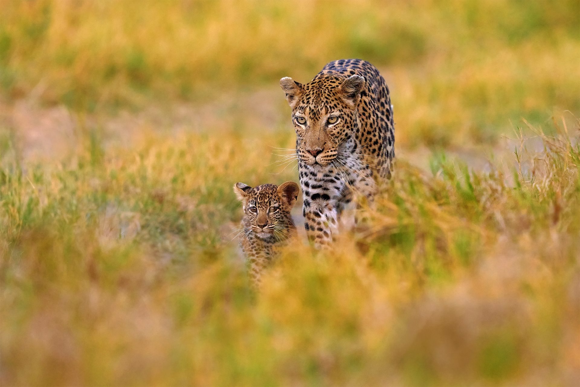 Leopard kitten baby, hidden nice orange grass. Leopard cub with mother walk. Big wild cat in the nature habitat, sunny day on the savannah, Khwai river. Wildlife nature, Botswana wildlife.