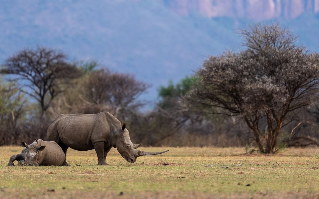 Celebrate World Rhino Day Alongside Nat Hab Conservation Hero Richard de Gouveia