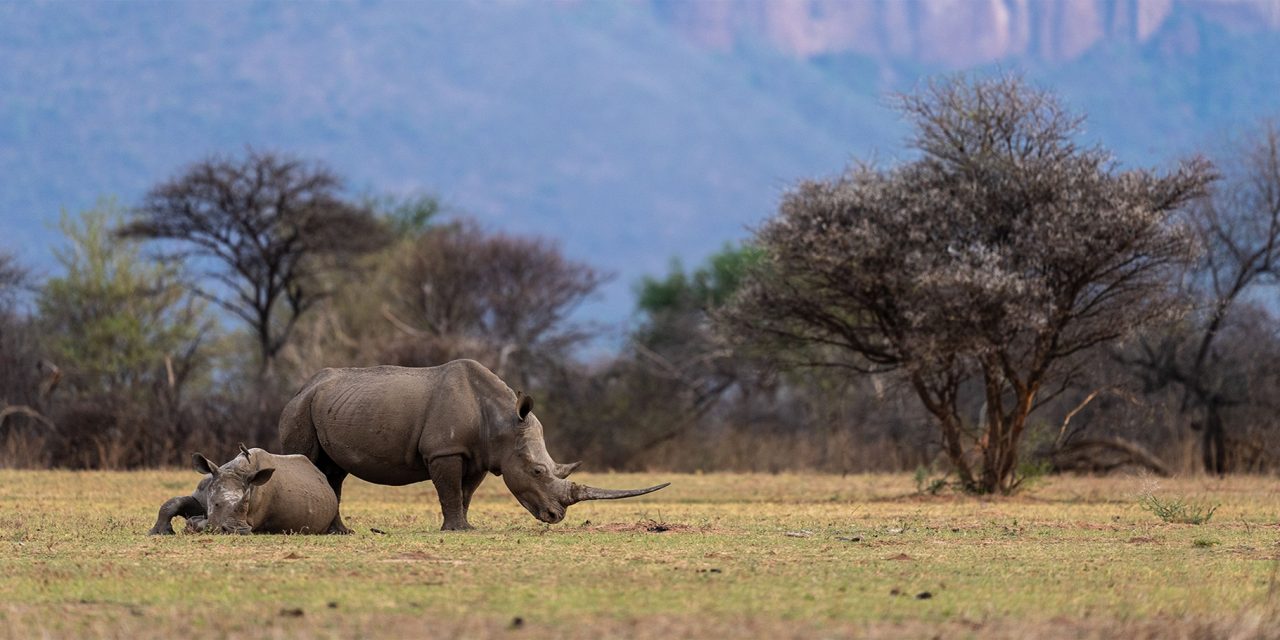 Celebrate World Rhino Day Alongside Nat Hab Conservation Hero Richard de Gouveia