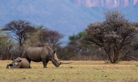 Celebrate World Rhino Day Alongside Nat Hab Conservation Hero Richard de Gouveia
