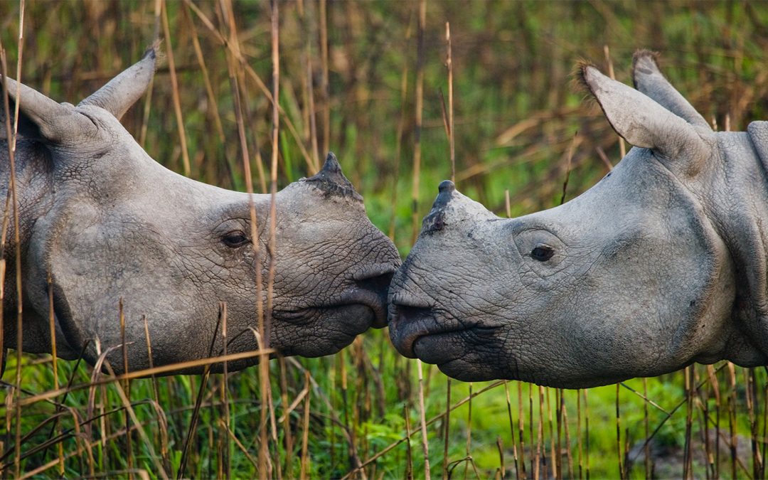 Baby Animals in the Wild: Growing Up in India, Nepal and Bhutan