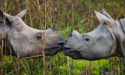 Baby Animals in the Wild: Growing Up in India, Nepal and Bhutan