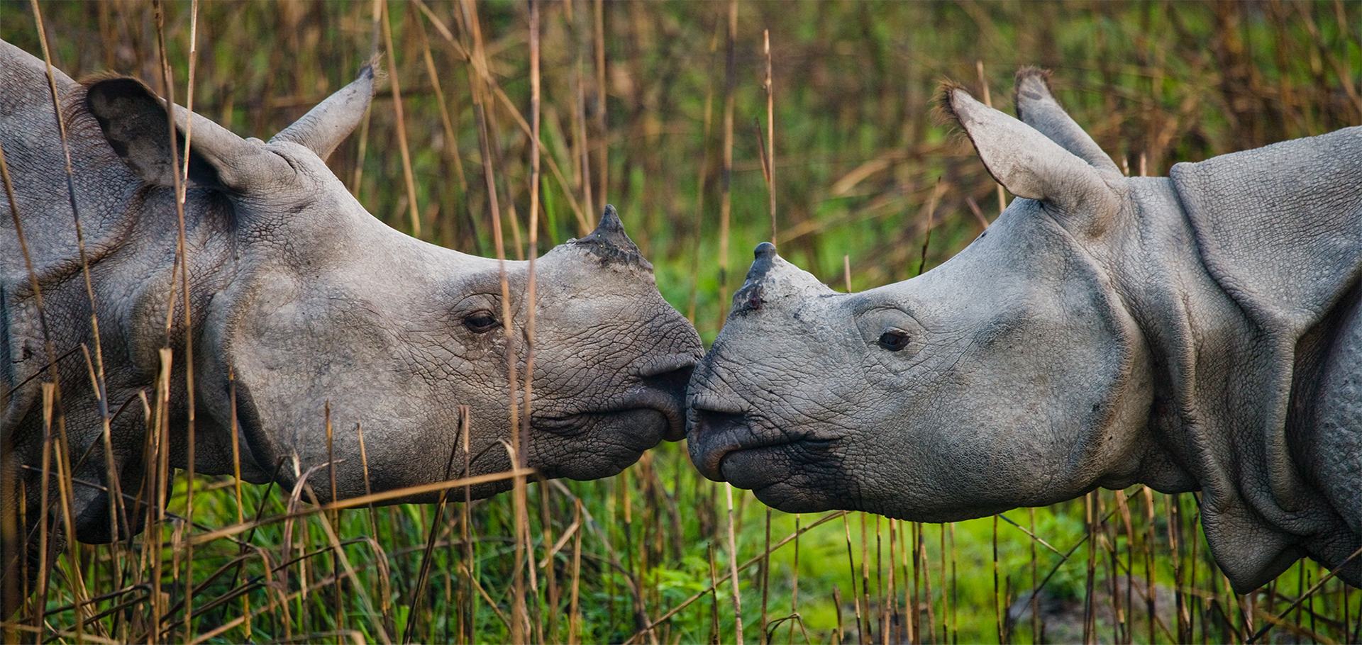 Two Wild Great one-horned rhinoceroses looking at each other face to face. India.