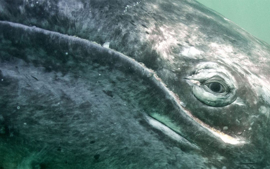 How Whale Songs Could Save These Marine Mammals