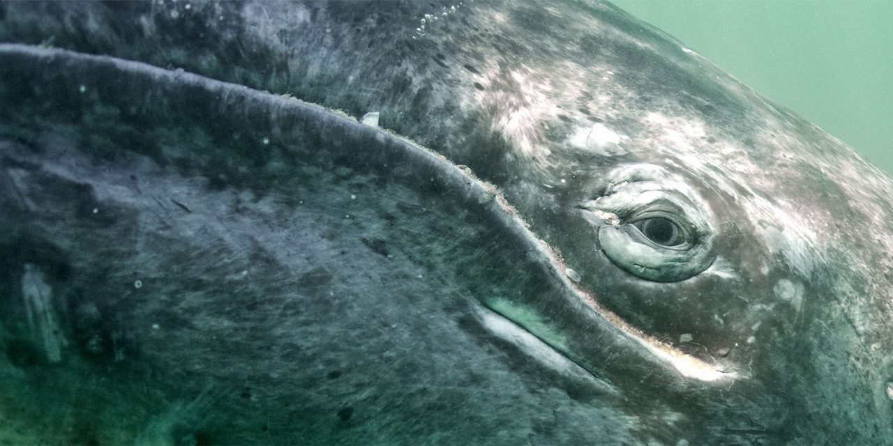 How Whale Songs Could Save These Marine Mammals