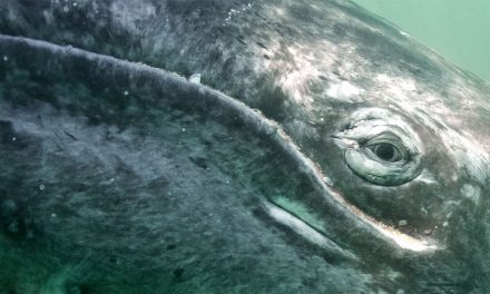 How Whale Songs Could Save These Marine Mammals