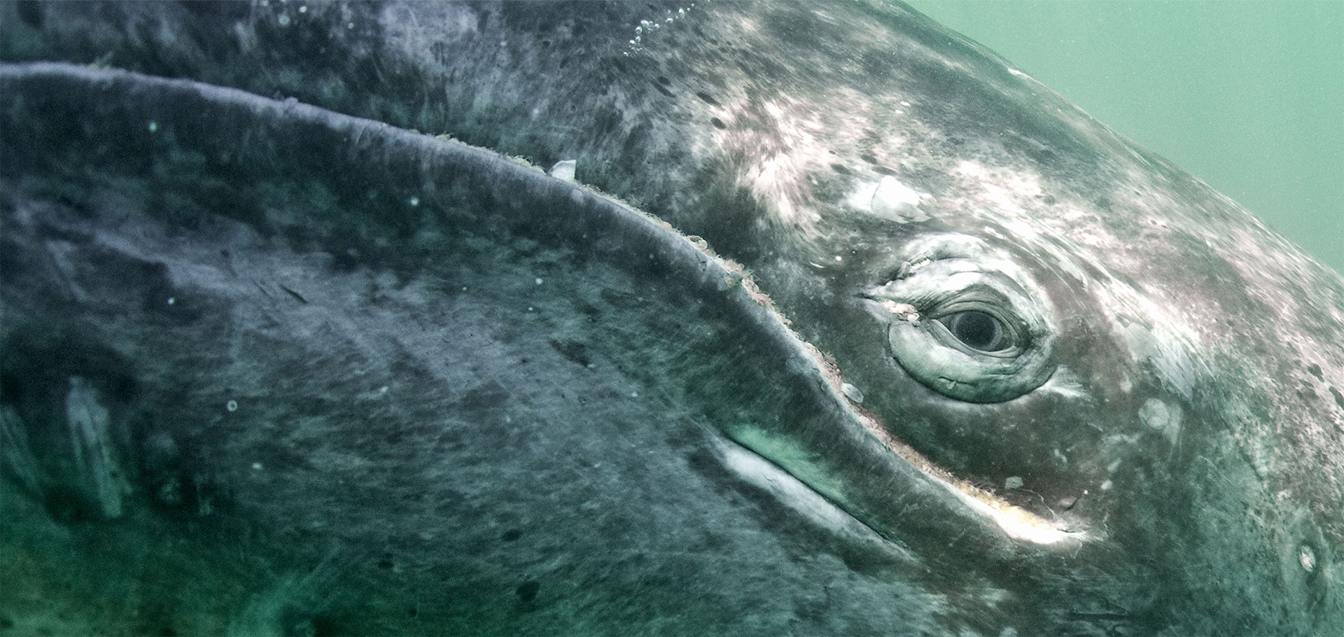 Grey whale (Eschrichtius robustus), San Ignacio Lagoon, Baja California, Mexico