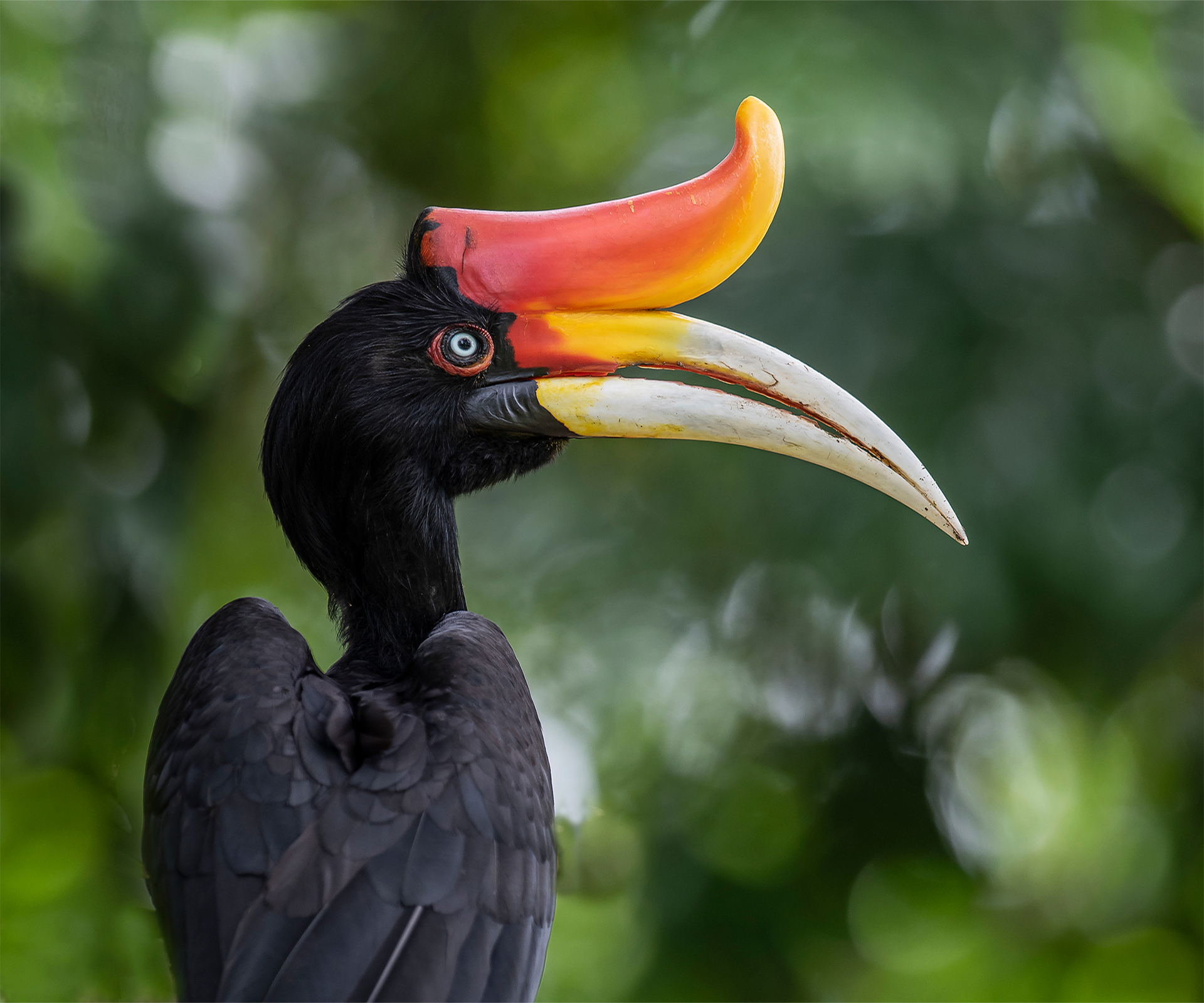 Rhinoceros Hornbill shot at Taiping Perak Malaysia