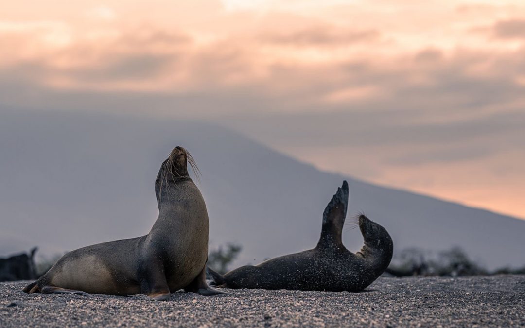 What’s the Difference Between a Seal and Sea Lion?