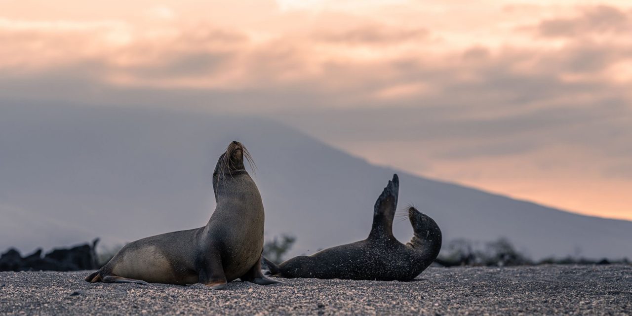 What’s the Difference Between a Seal and Sea Lion?