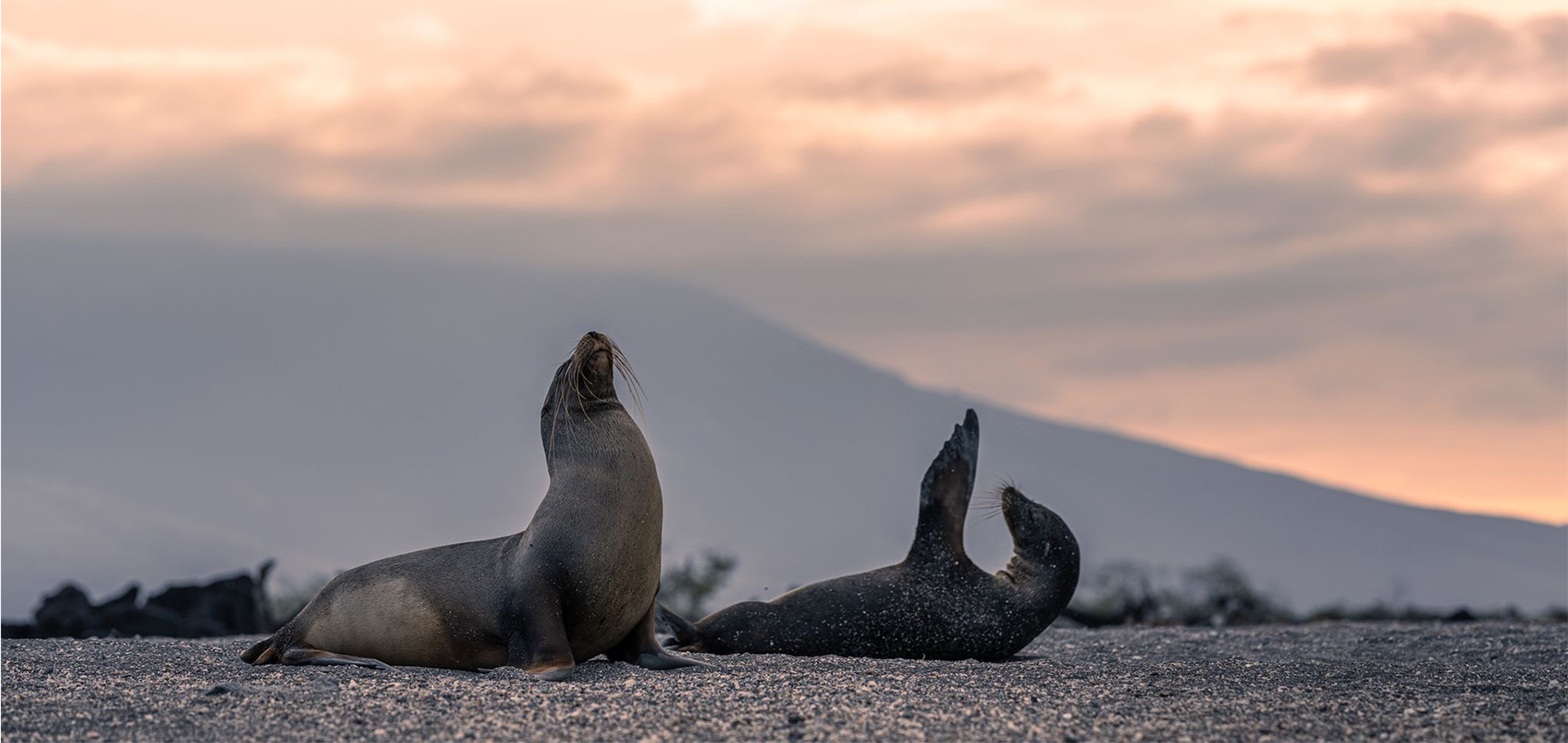 Galápagos sea lions laying in the sand during sunset in Galapagos Islands