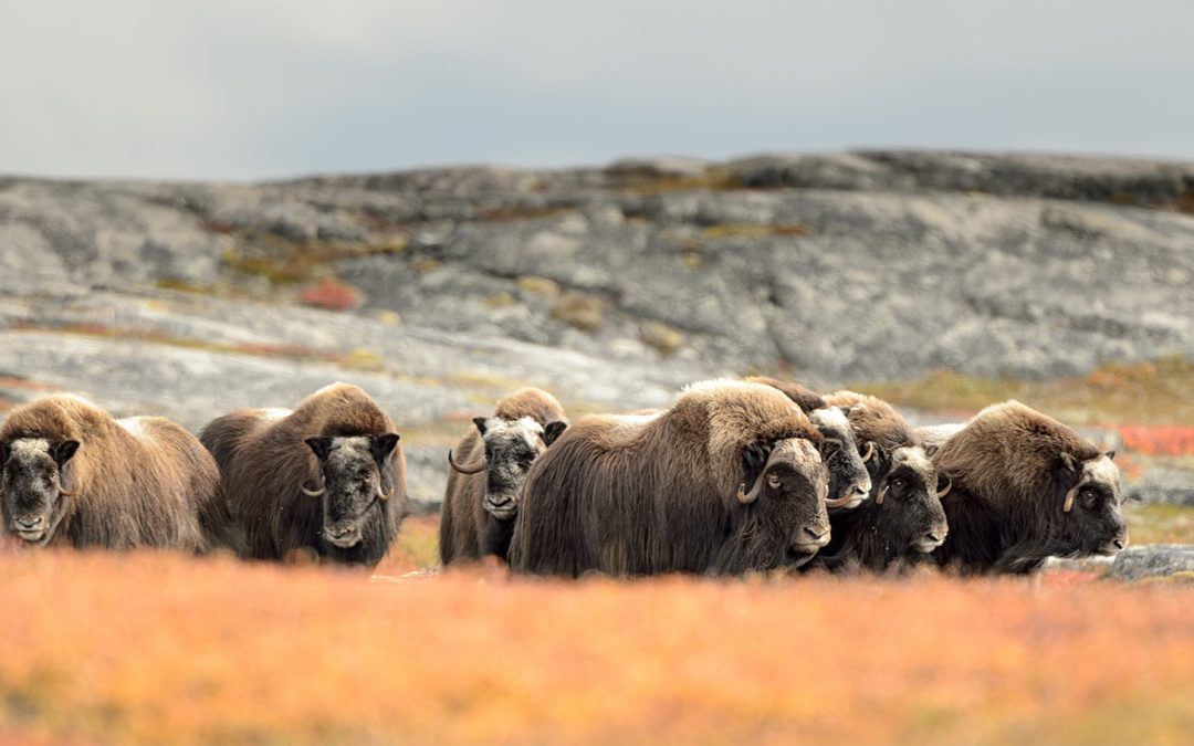 5 Prehistoric Animals You Can Meet on Your Next Adventure