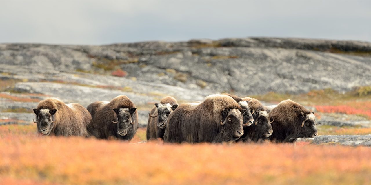 5 Prehistoric Animals You Can Meet on Your Next Adventure